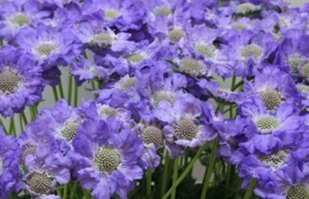 Blue wedding flower scabious