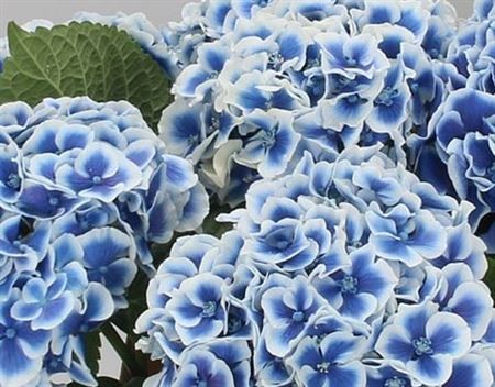 Blue wedding flower Hydrangea